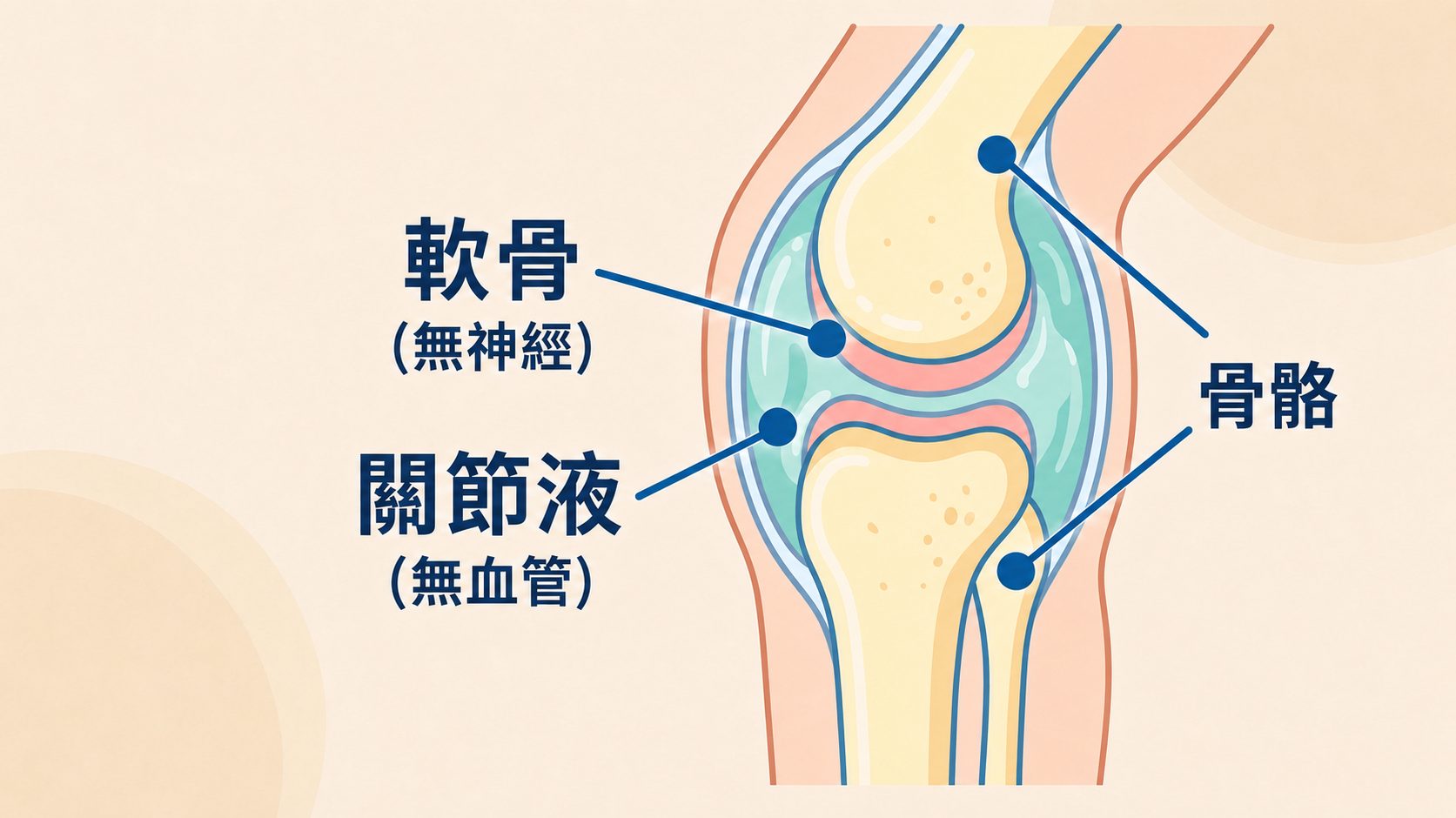 關節剖面插圖